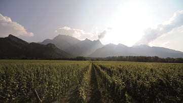 Ausflugstipp: Wine Tours Switzerland