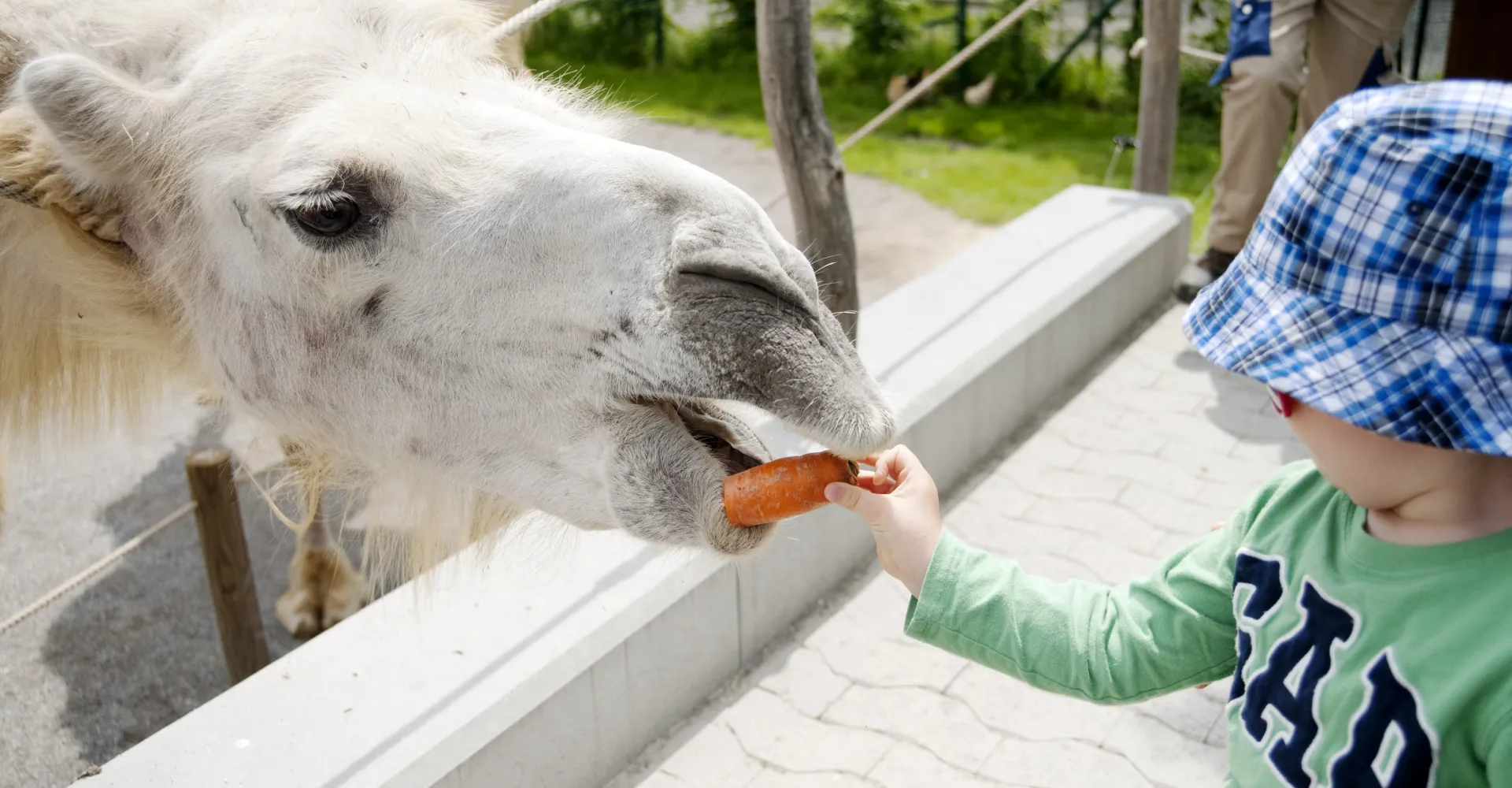Child feeds chamois with children's zoo in Rapperswil