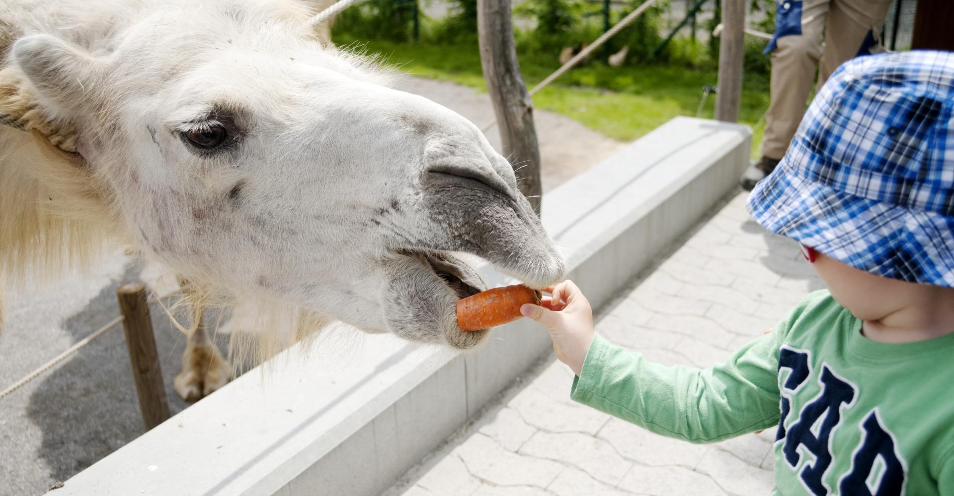 Kind füttert Kammel mit Kinderzoo in Rapperswil