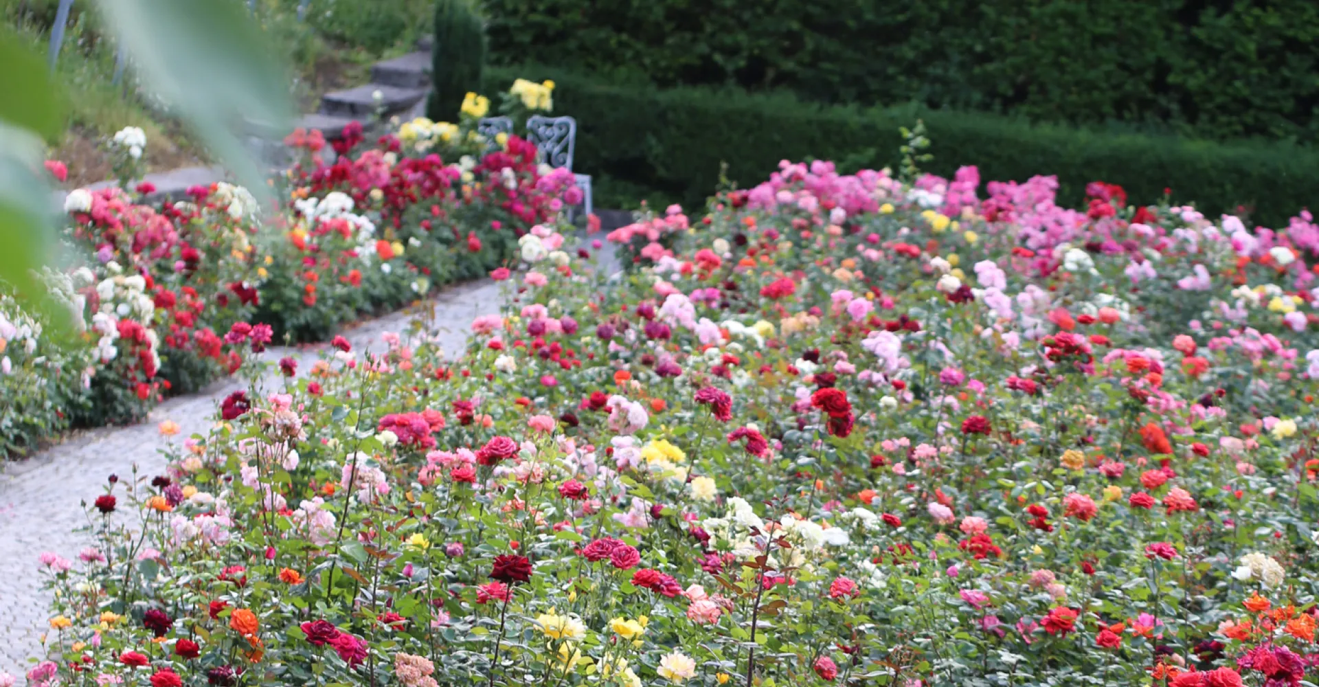 Roses in the rose garden at the castle in Rapperswil