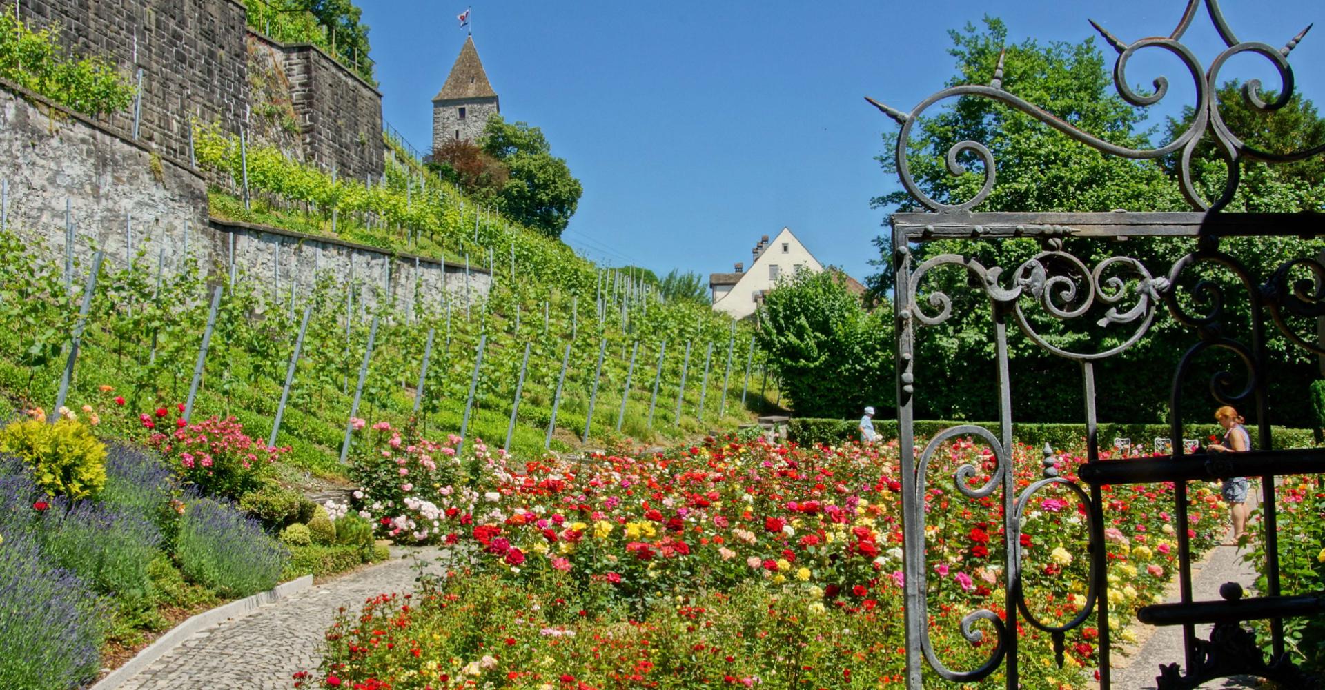 Eingangtor des Rosengartens in Rapperswil beim Schloss