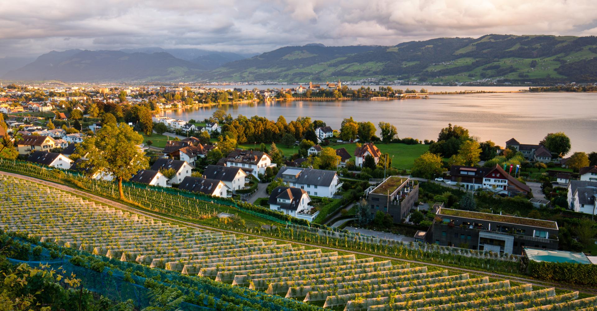 Blick auf den Zürichsee mit Rebbergen im Vordergrund