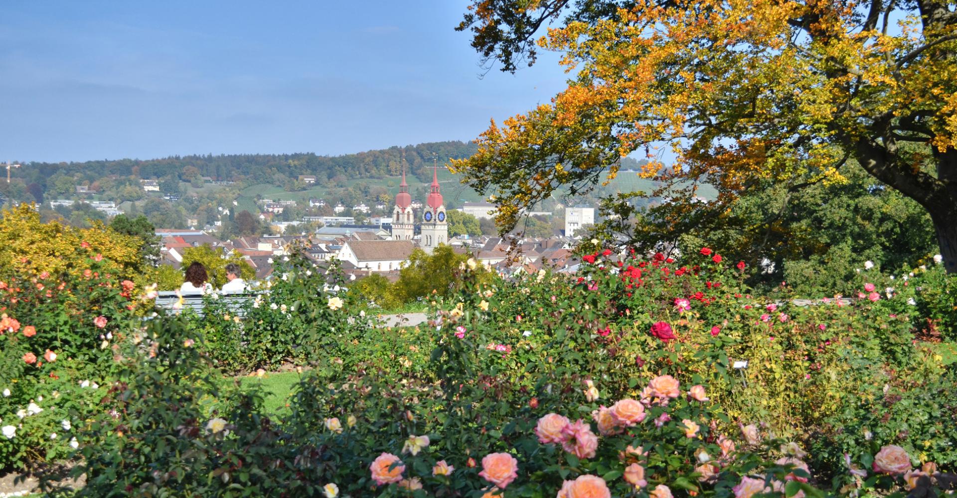 Rosen im Rosengarten oberhalb von Winterthur