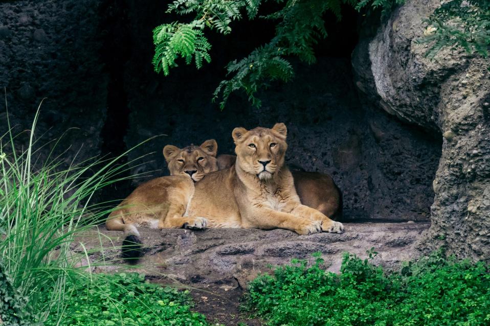 Löwen sitzen in einer Stein Höhle im Zoo