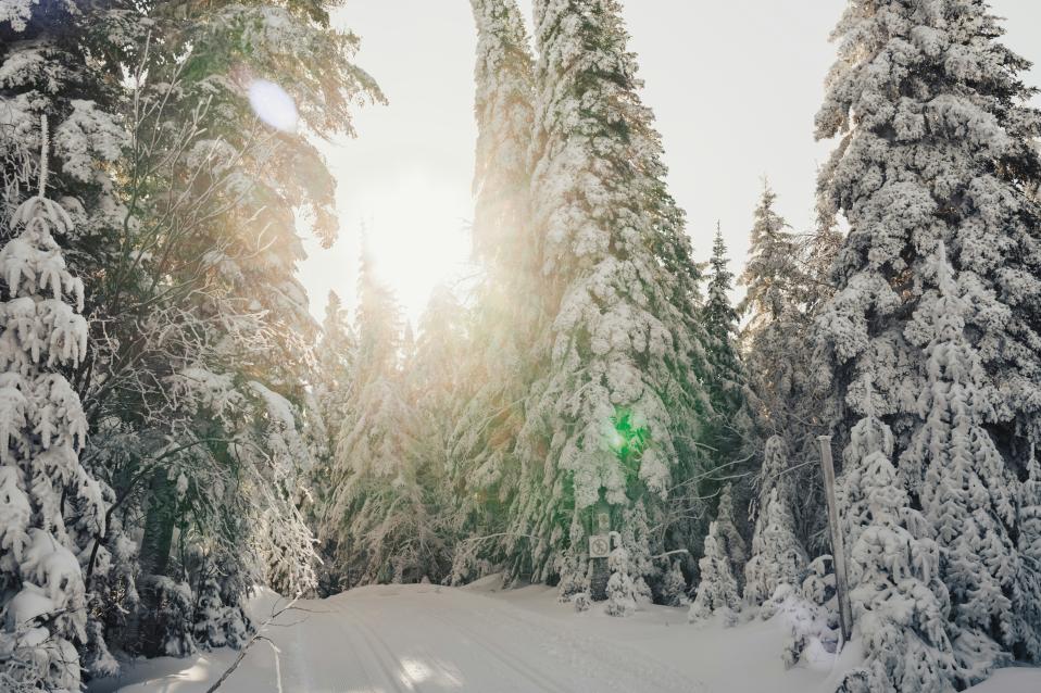 Verschneite Winterlandschaft, Tannen und eine Langlauf Loipe