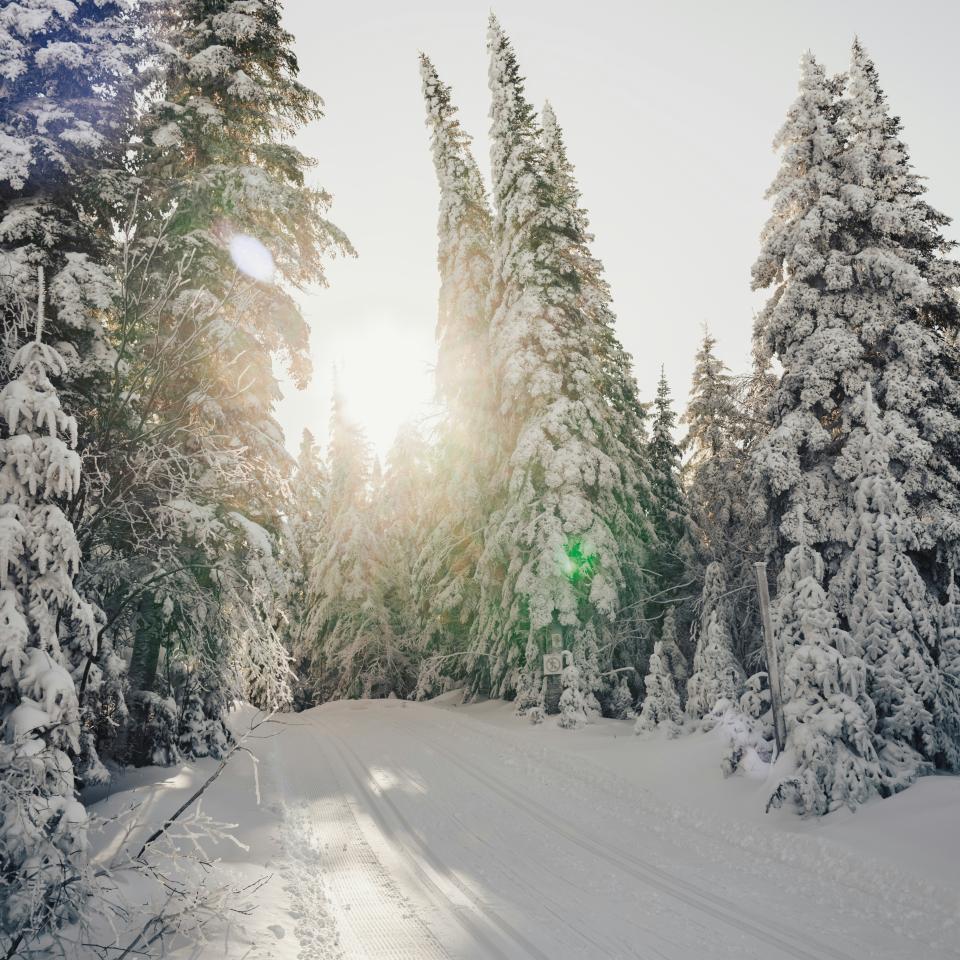 Verschneite Winterlandschaft, Tannen und eine Langlauf Loipe