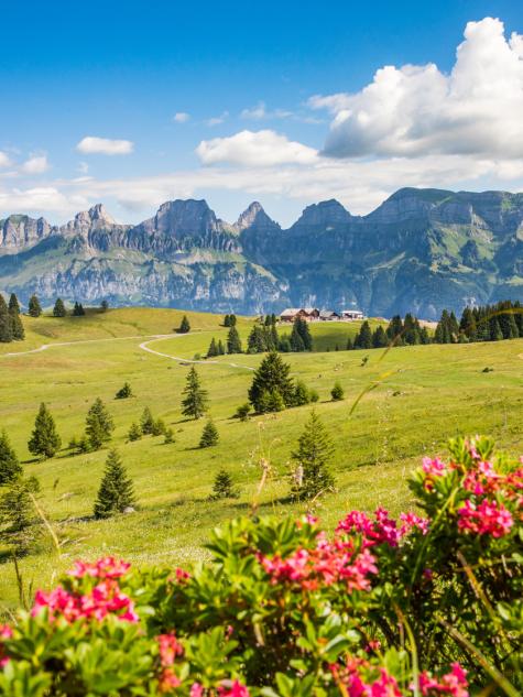 Schönes Wetter in den Bergen mit Blumen und Wiese 