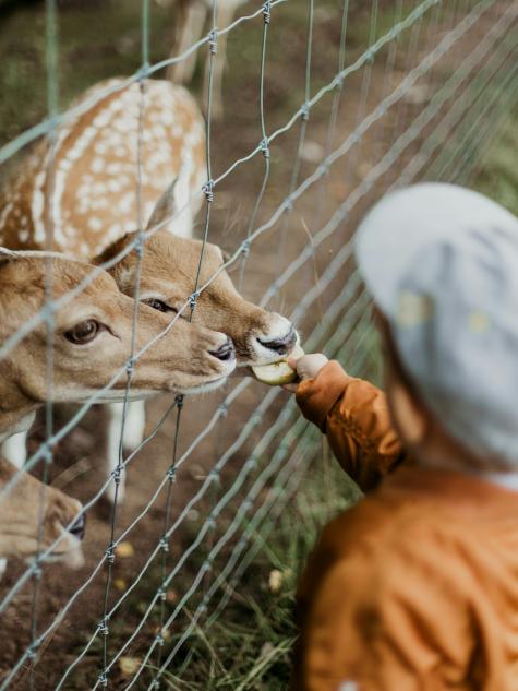 Zoo in St.Gallen mit einem Kind welches ein Reh füttert