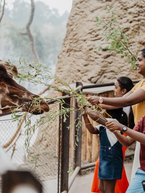 Familie füttert Giraffen